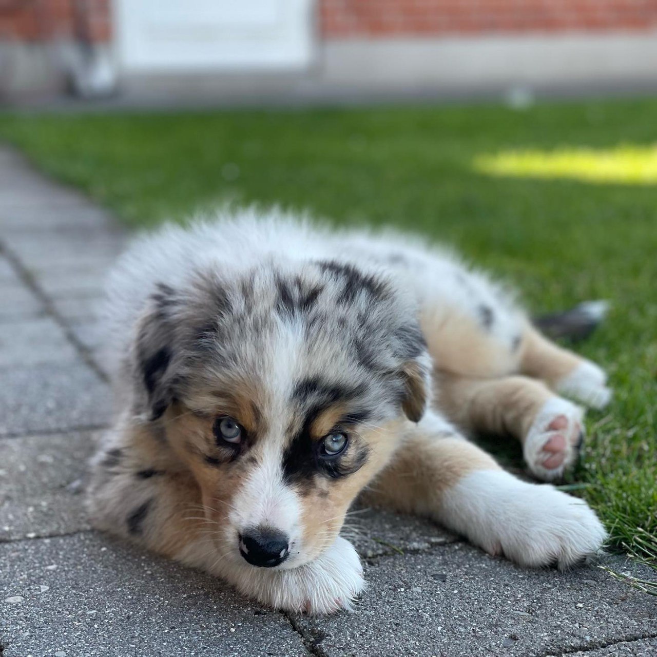 Jayden - Australian Shepherd Puppy (photo 1 of 7)